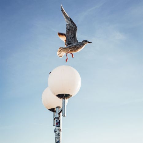 Möwe fliegt über eine beleuchtete Straßenlaterne am Meer bei klarem Himmel