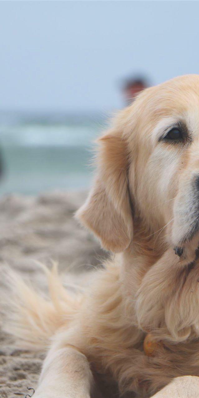 Hund am Strand in Grömitz