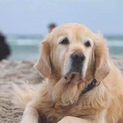 Hund am Strand in Grömitz