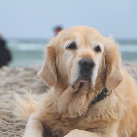 Hund am Strand in Grömitz